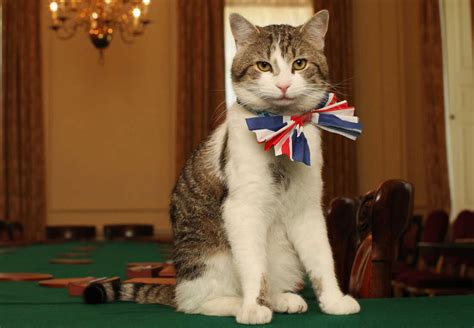 Weird But Cool Larry The Cat Chief Mouser Outlasts Prime Ministers