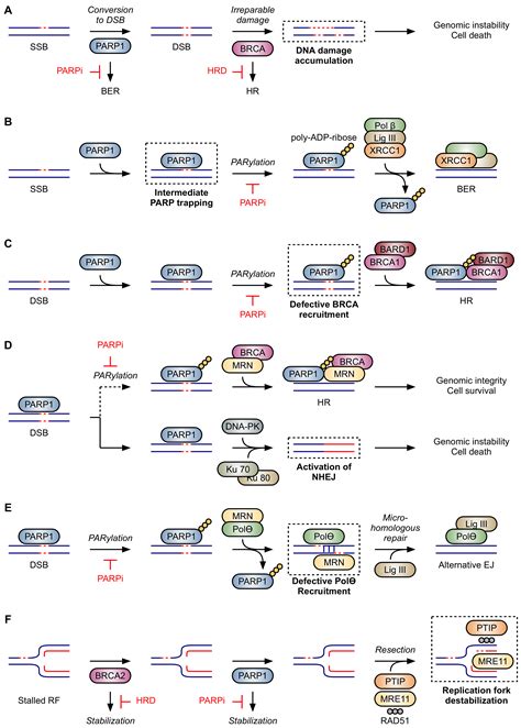 Cancers Free Full Text Parp Inhibitors And Myeloid Neoplasms A