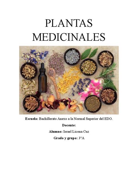 Proyecto De Plantas Pdf Plantas Medicinales Romero