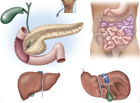 The Intestines Duodenum Liver And Gallbladder Diagram Quizlet