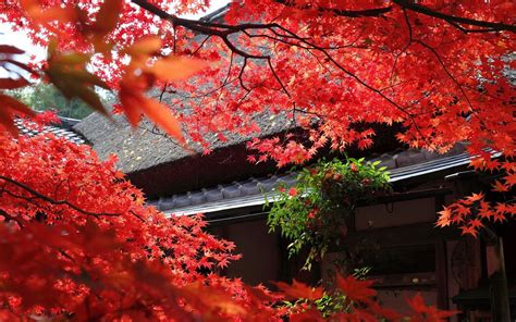 Japanese Autumn Wallpapers - Top Free Japanese Autumn Backgrounds ...