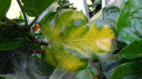 Yellow Leaves And Brown Spots Southern California Hibiscus Society