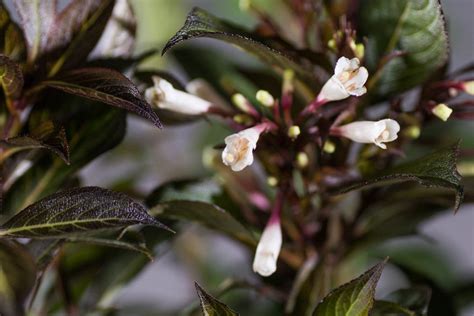 Weigelie Black and White - Weigela x hybride Black and White günstig kaufen