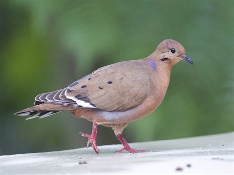 Birds Of Saba Saba Tourism