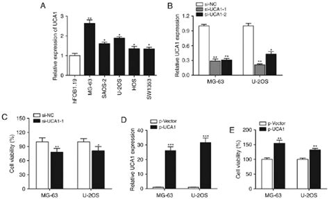 Lncrna Uca1 Is Upregulated In Osteosarcoma Cells And Promotes Cell