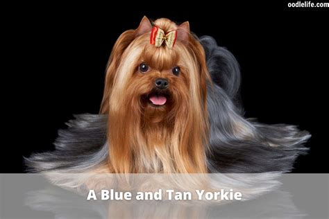 Yorkie Shedding How Much Do Yorkshire Terriers Shed