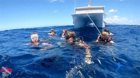 Turtle Snorkeling Tour In Waikiki Scuba Diving Waikiki