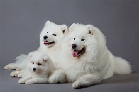 Puppies of the Wealthy: 17 of the Most EXPENSIVE Dogs in the World ...