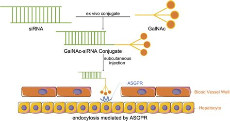 Synthesis Of Galnac Sirna Conjugates Through Chemically Synthesized