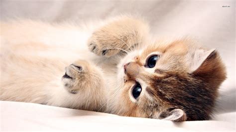 Cute Puppy and Kitten Wallpapers (58+ images)