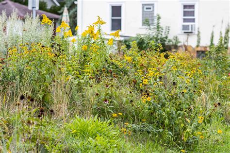 Planting for Pollinators in Fall – Blue Thumb