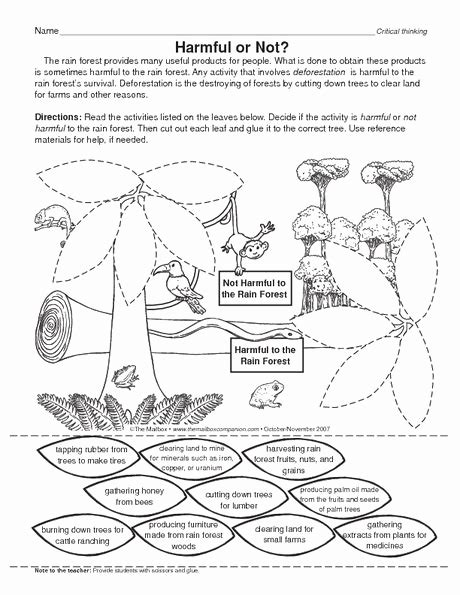 Rainforest Worksheets Free Luxury Rainforest Worksheet From Mailbox ...