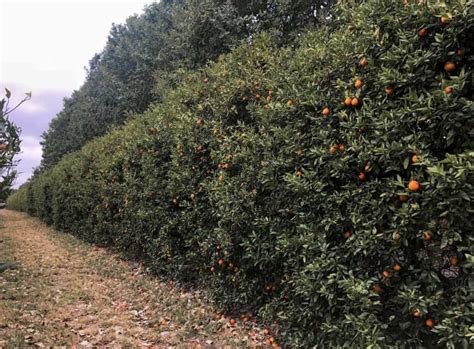 6 Must Visit U Pick Orange Groves In Florida Rachels Crafted Life