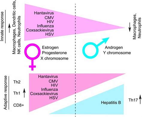 Sex Drives Dimorphic Immune Responses To Viral Infections The Journal Of Immunology American