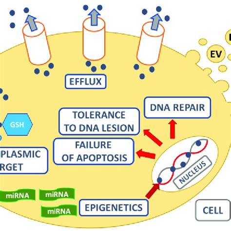 Molecular Mechanisms Of Cisplatin Resistance GSH Reduced Glutathione