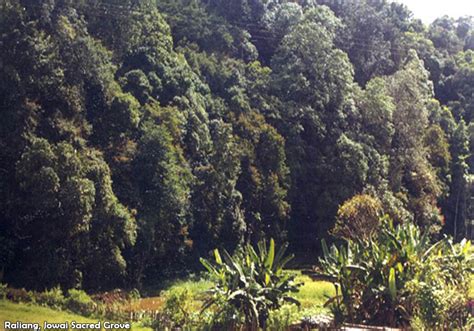 Sacred Groves in Meghalaya | Official website of Meghalaya Biodiversity ...