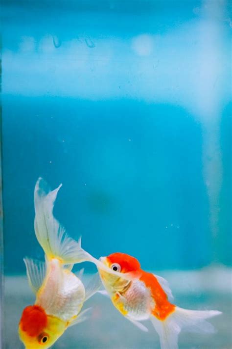 Dive into Delight: 12 Popular Small Aquarium Fish Species