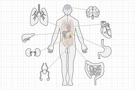gambar anatomi tubuh manusia  organ  ilustrasi stok