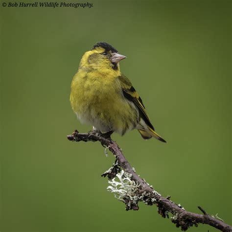 Male Siskin Drumguish Cairngorms National Park Scotland Bob