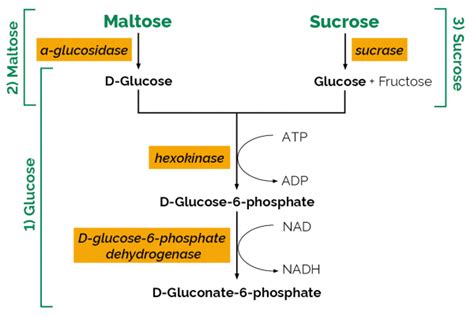 Maltose Sucrose D Glucose Assay Kit Megazyme