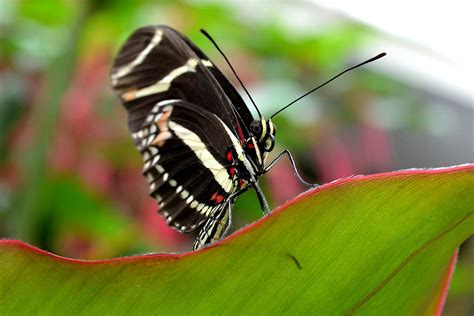 Zebra Butterfly Jonathan Bloy