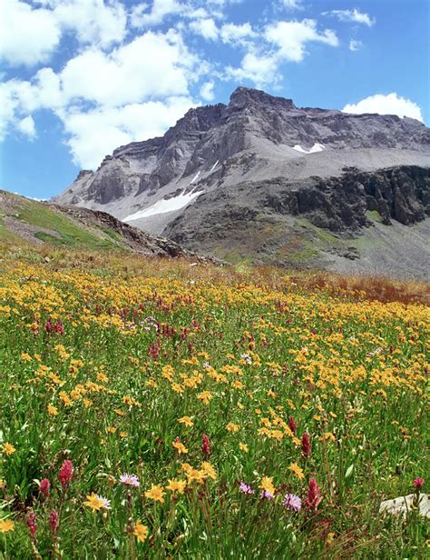 Mountain Wildflowers