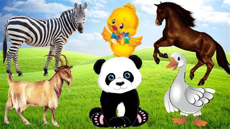 Wild Animal Sounds In Nature Panda Sheep Chicken Goose Goat Cow