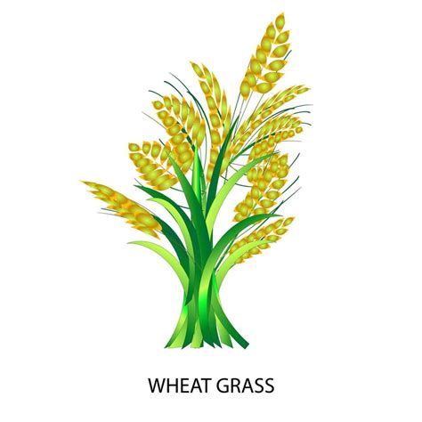 Wheat Grass Vector 23509555 Vector Art At Vecteezy