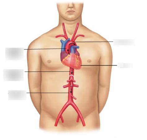 Aorta Diagram Quizlet