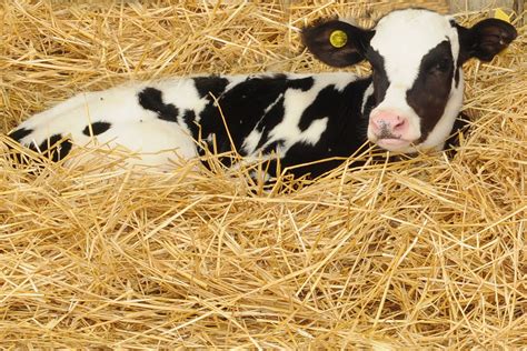 Back To Basics Calf Care Why Good Bedding Is So Important CalfCare Ca