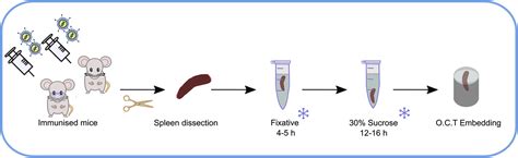 Cell Press Star Protocols