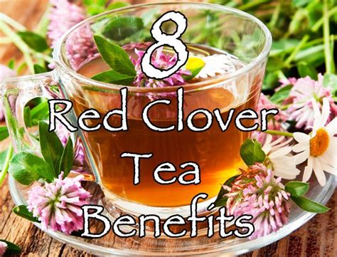 8 Red Clover Tea Benefits Healthy Focus