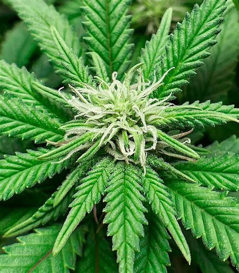 Northern Lights Fem Cannabis Seeds For Sale Herbies