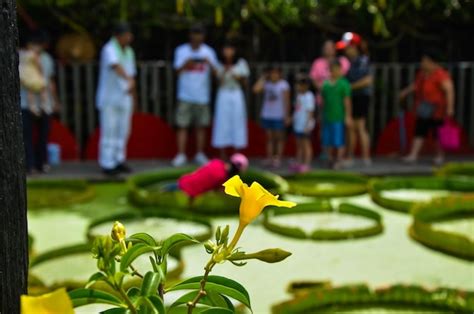 Premium Photo Allamanda Schottii Beside The Santa Cruz Waterlily Pond