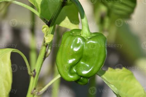 Fresh Green Bell Pepper Plant in a Garden 32418870 Stock Photo at Vecteezy