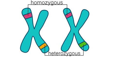 Heterozygous vs. Homozygous — Differences & Similarities - Expii 
