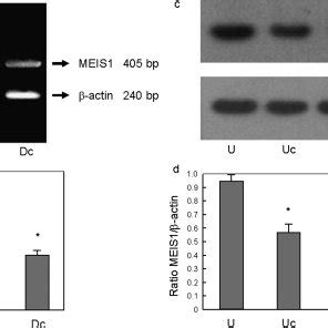 Meis Expression Manipulation In Murine Uterine Tissue A Rtpcr