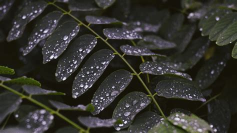 Leaves Drops Macro Stem K Hd Wallpaper