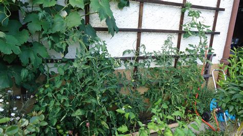 Warum Werden Meine Tomaten Nicht Rot Hausgarten Net