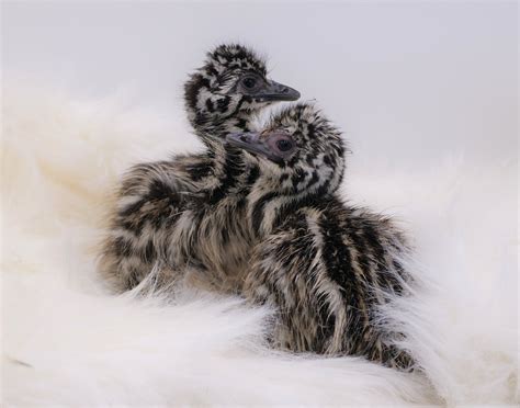 Baby Emu Bird