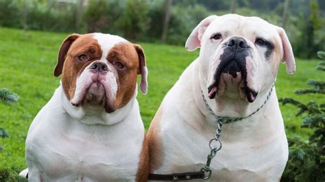 Características De Los Diferentes Tipos De Bulldog Que Existen