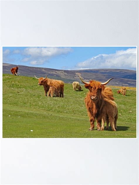 Highland Cows On Brora Golf Course Poster For Sale By Sandysshoots