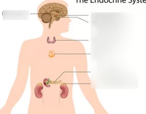 Endocrine System Diagram Quizlet