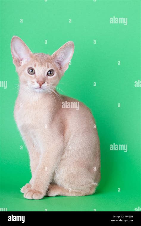 An little abyssinian fawn cat, kitty on a green background Stock Photo ...