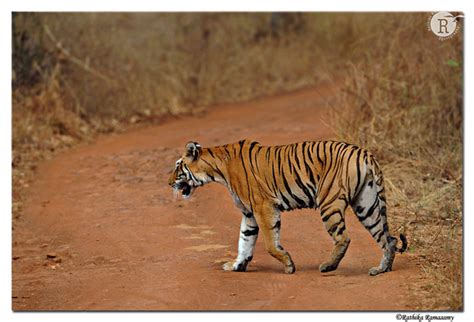 Rathika Ramasamys Wildlife Photography Tigers Teliya Dam Tigeress