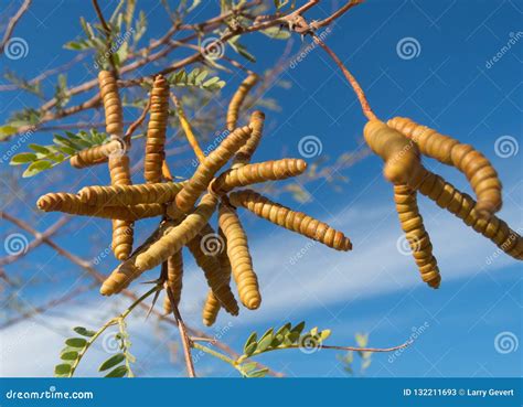 Mesquite Tree seed pods stock image. Image of blooms - 132211693