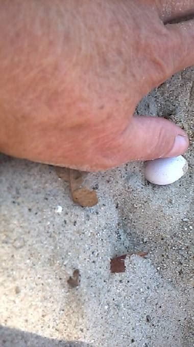 G'day, Here's A Bunch Of Brown Snake Eggs In A NSW Primary School Sandpit