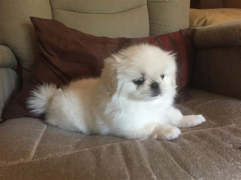 Pekingese Puppies For Sale | Dallas, TX #299941 | Petzlover