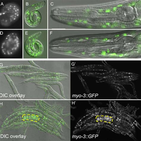 Ectopic expression of multiple endoderm-promoting GATA transcription ... 