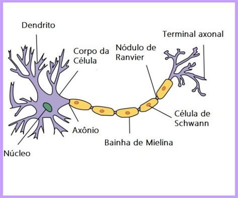 Sinapse Pré Med - O que é sinapse, quais os tipos e como ocorrem - Significados
